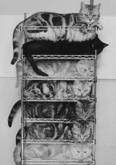 cats sleeping on stacked shelves.