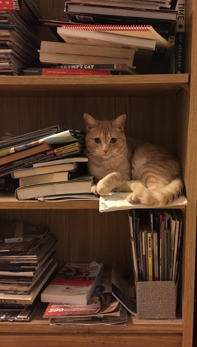 Cat on a messy bookshelf