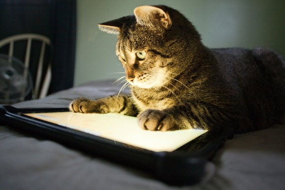 Cat viewing a tablet.