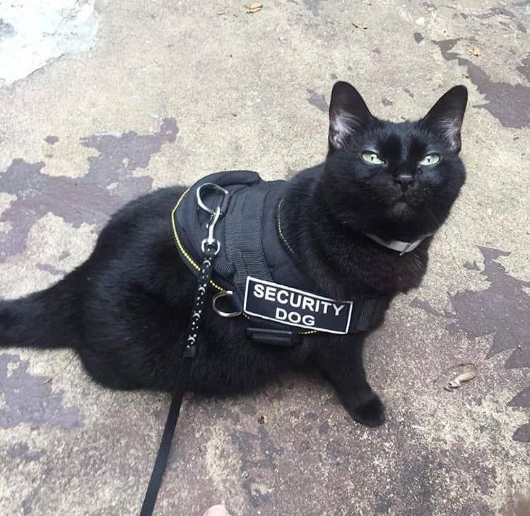 Cat in security vest