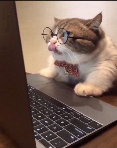 Cat with glasses using laptop